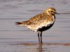 Golden Plover at Oxenham Farm (Steve Arlow) (95753 bytes)